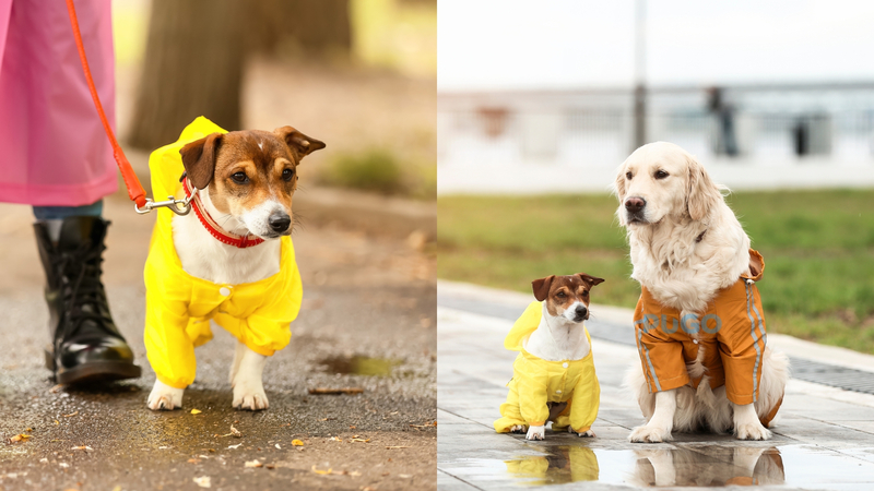 Áo mưa cho thú cưng Áo mưa cho thú cưng